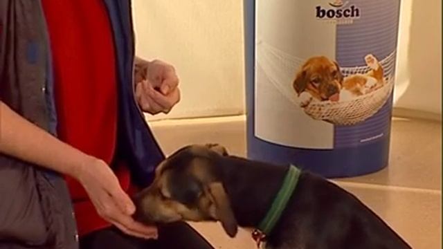 команда НЕТ - Дрессировка собак дома с нуля смотреть онлайн