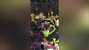 колеусы. собираемся на зимовку