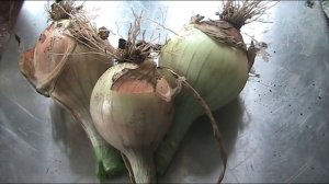 Гибридный лук Эксибишен. Август 2017 г //Секреты хороших урожаев.