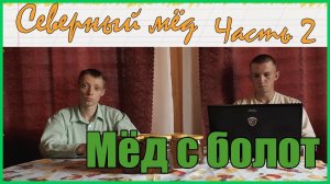 Северный мёд. Часть 2. Продолжение первого опыта получения болотного мёда