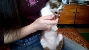 Как обрезать когти коту