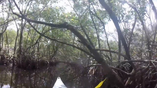 55.USA/Florida.ПРОГУЛКА НА КАЯКАХ. смотреть онлайн