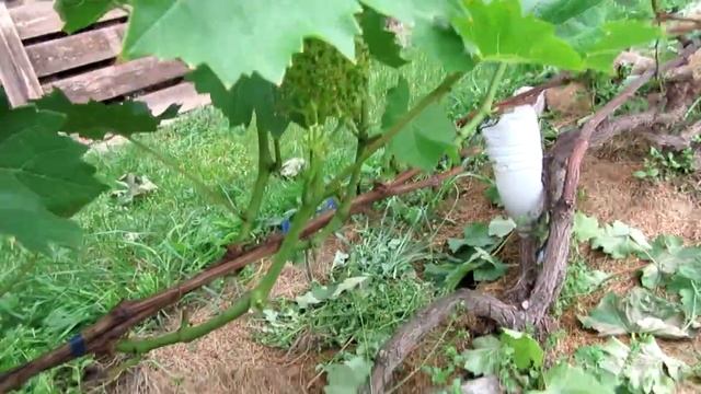 ??Важно сделать после цветения винограда. Виноград. смотреть онлайн