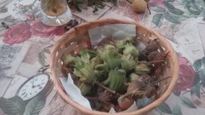 Лечебные свойства фундука. Рецепты здоровья из лещины.