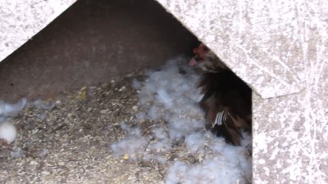 "Перепёлкино": Почему утка не садится на гнездо? смотреть онлайн