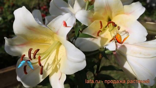 Лилия ла-гибрид Ормея (lilium la-hybrid ormea) ? лилия Ормея обзор: как сажать луковицы лилии Ормея смотреть онлайн