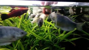 Моллинезии и гурами кушают мотыля 😀