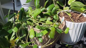 Хояа Ротундифлора, цветение и уход. Hoya Rotundiflora blooming.