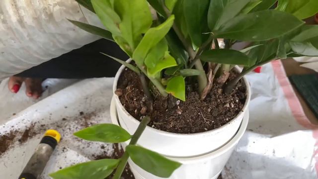How to repot plants? Easy steps for repotting: Peace lily, ZZ plant, Syngonium, Fittonia, Dracaena смотреть онлайн