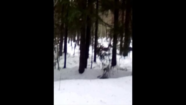 Дикие косули