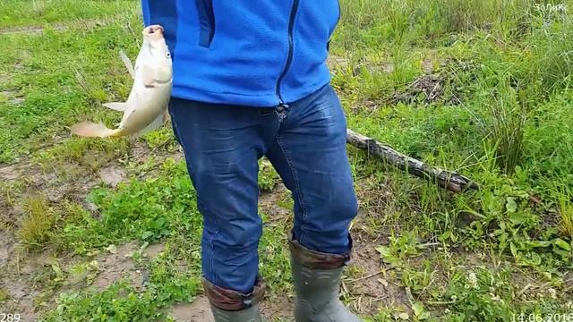 289. Рыбалка на карпа. РМЭ. 14.06.2018. ЗоЛиКс смотреть онлайн