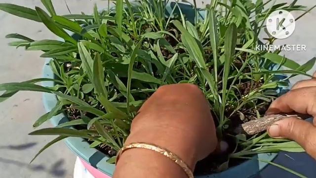 1663 - Dimorphotheca par abhi karen ye kaam/ Transplant karen Dimorphotheca ko aise смотреть онлайн