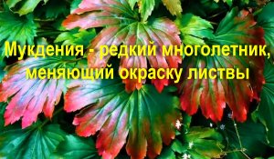 Мукдения