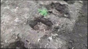 Триходерма в почве для картофеля биомикориза в земле почве