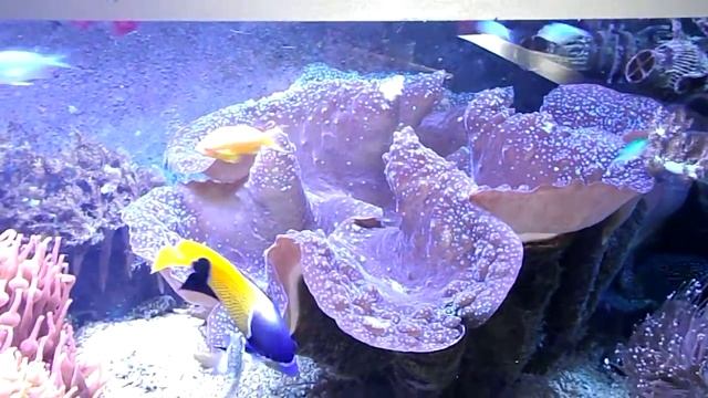 Tridacna gigas - Update 30.04.2014 смотреть онлайн