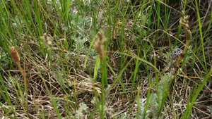 Готовим весенний полевой хвощ!