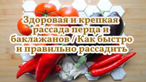 Здоровая и крепкая рассада перца и баклажанов / Как быстро рассадить