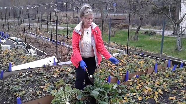 Огород ,грядки -пластиковые панели ,дайкон. смотреть онлайн