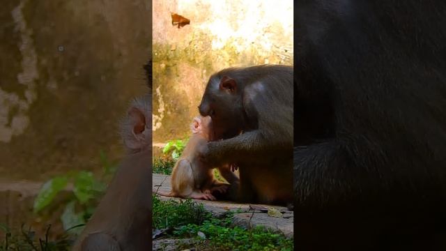 Comfort Grooming Baby Lucie Детеныш Обезьянки с Косичками Люси Мать Луна Обезьянка смотреть онлайн