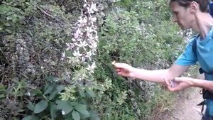 ясинец белый (купина неопалимая) горит