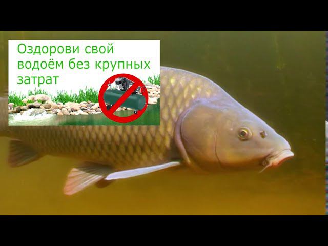 Как почистить водоём? смотреть онлайн