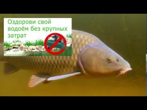 Как почистить водоём?