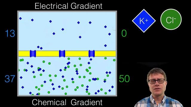 Electrochemical Gradient смотреть онлайн