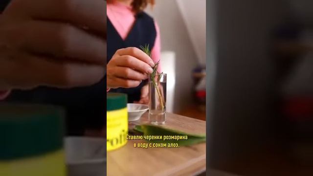 Бесплатный розмарин на вашем подоконнике! смотреть онлайн