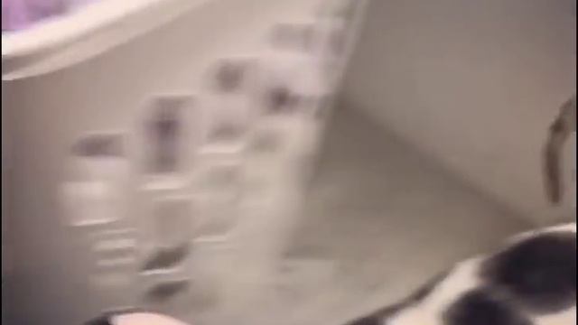 Teddy the most famous honking Oriental Shorthair Cat смотреть онлайн