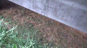 потрава пчёл !!!(((((((((((((((