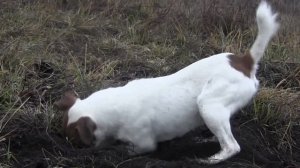 Фокстерьер пытается охотиться на грызунов