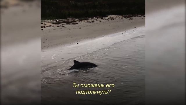 Маленький Дельфин Отчаянно Боролся за Жизнь, Когда Его Заметил Этот Человек смотреть онлайн