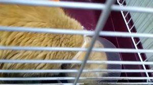 Может ли кот есть корм при надетом защитном воротнике