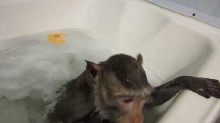 Купание обезьян мнение. Обезьянка купается. Обезьяна купается в ванной. Маленькая обезьянка купается. Маленьких обезьянок купают.