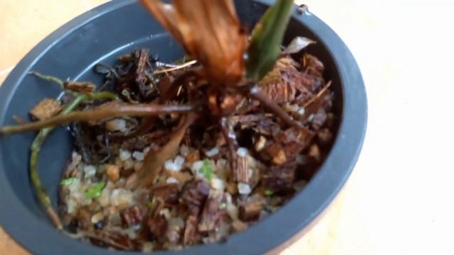 දුඹුරු පාට පරාගනය මගින් බිහිකළ වෙනස්ම ඇන්තූරියම් වර්ග එකතුවක් විකිණීමට | anthurium plants смотреть онлайн