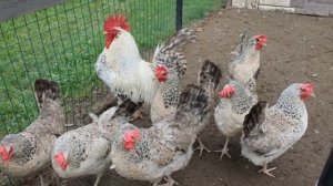 Разведение Борковской Барвистой породы кур как бизнес идея | Куры Борковские Барвистые