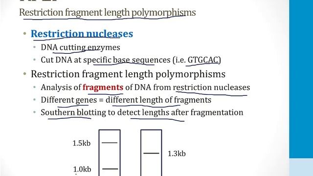 Клеточная биология USMLE - 2. Лаб. методы - 2.Блоттинг