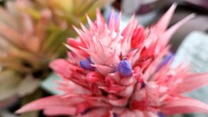 Купили новый цветок. Бромелия Эмхея