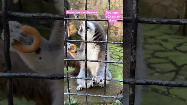 Зоопарк Сказка Ялта кошачий лемур