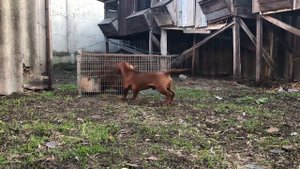 Притравка таксы(3 месяца) на барсука.