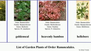 Garden Plants of Order Ranunculales