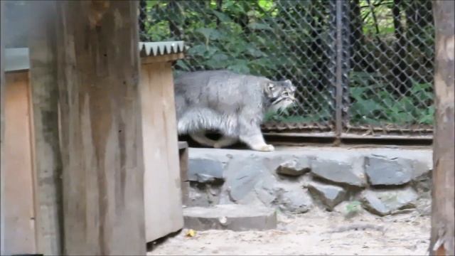 Манулы. Ачи перешёл из домика в домик, Жора на гамаке отдыхает, а Ласточка ходит по вольеру 20.07.2 смотреть онлайн