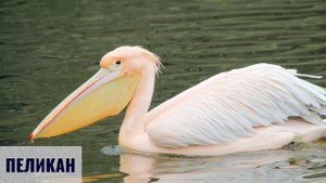 Птицы | Учим птиц с детьми | Умняха