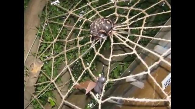 Украшаем сад пауком с паутиной смотреть онлайн