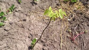 Результат высадки саженцев грецкого ореха в открытый грунт  Видео отчет