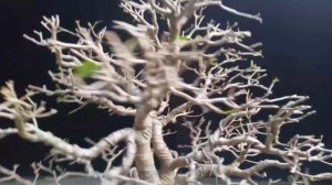 Ficus concinna Timelapse | Formal Upright | Ficus Maintenance | Defoliation | Ramification