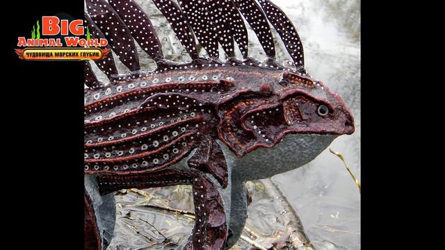 BIG ANIMAL WORLD ЧУДОВИЩА МОРСКИХ ГЛУБИН ДУНКЛЕОСТЕЙ игрушки как ДЕАГОСТИНИ DEAGOSTINI распаковка