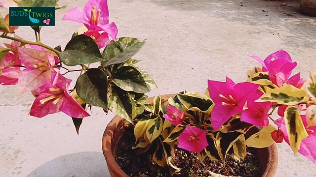 Chitra Batik смотреть онлайн