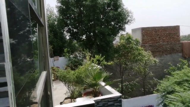 How To Grow Star Chandni in Pots | Ficus Star Chandni Plants смотреть онлайн