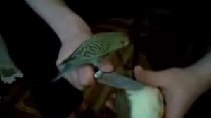 Никуша любительница картошки